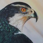 Northern Goshawk
11x14 acrylic on stretched canvas
Price $ On request
